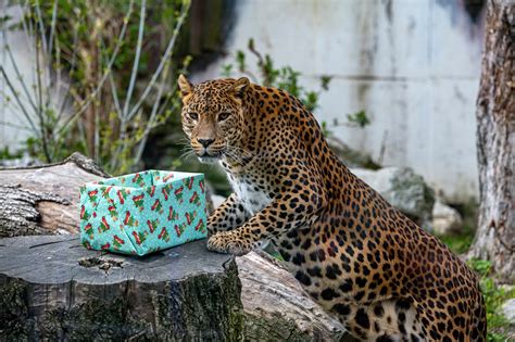 Fotografia leoparda Wanja v ZOO Bratislava s darčekom