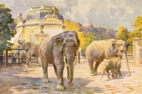 Historická ilustrácia ZOO Schönbrunn