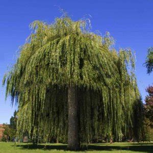 Porovnávacia infografika materiálov na výrobu vencov (vŕba, slama, prútie, papier)