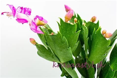 Fotografia: rozdelené korene vianočného kaktusu pri presádzaní