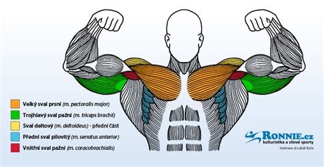 Infografika znázorňujúca zapojené svalové skupiny pri klasickom kľuku (hrudník, triceps, ramená, jadro)