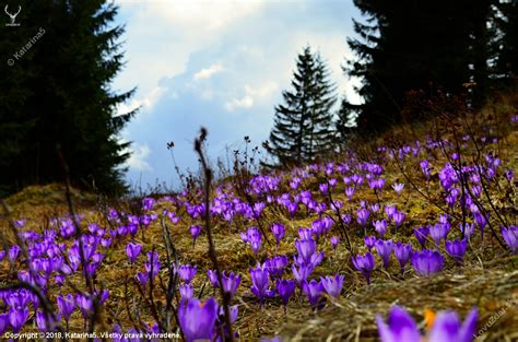 Tematické foto: Jarná príroda, rozkvitnuté kvety a slnko