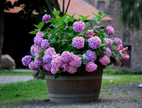 ilustračné foto: rôzne farebné hortenzie v kytici