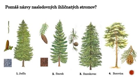 Infografika: porovnanie druhov čečiny podľa trvanlivosti a vlastností (jedľa vs smrek)