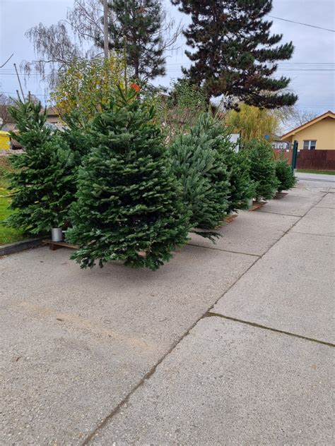 Porovnanie typov ihličia živých stromčekov