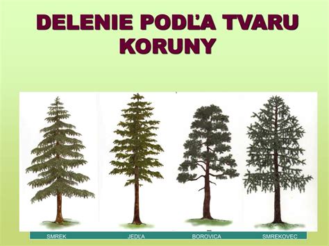 Ilustrácia znázorňujúca rôzne druhy vianočných stromčekov (jedľa, borovica, smrek)