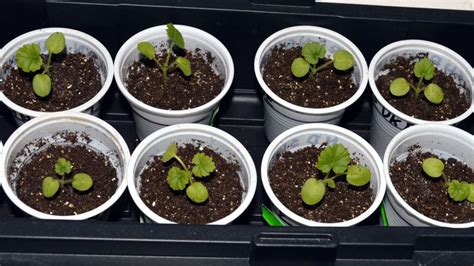 Rastlinky klíčiace zo zasadeného svadobného oznámenia