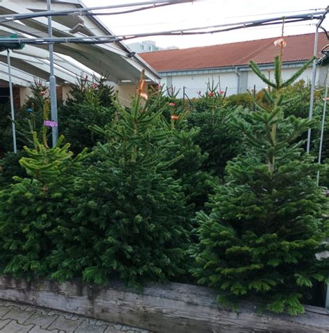 Infografika zobrazujúca ceny a druhy vianočných stromčekov.