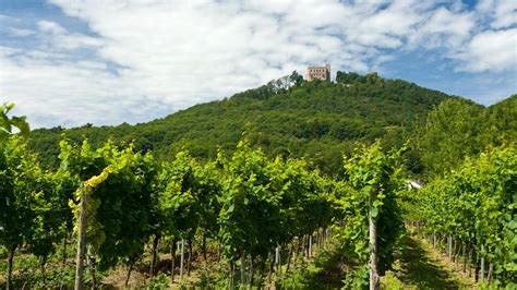 Strmé vinice v údolí Mosely