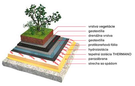 schéma úpravy koreňov pred výsadbou