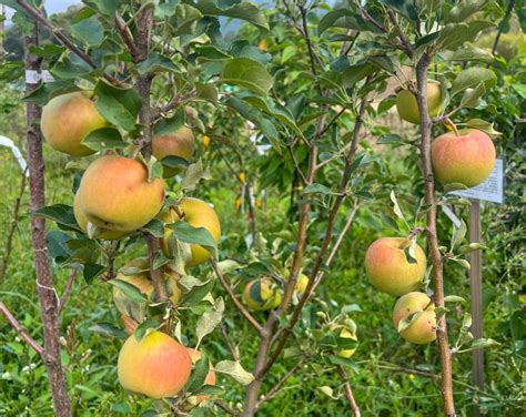 infografika výchovného rezu jablone v prvom roku