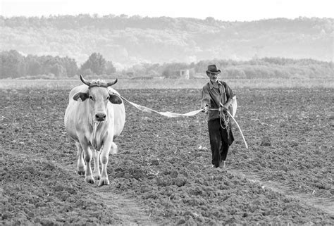 Tematické foto: roľník, oranie, pôda, staré poľnohospodárske práce