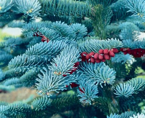 Umelá strieborná jedľa s detailom dvojfarebného ihličia a námrazy