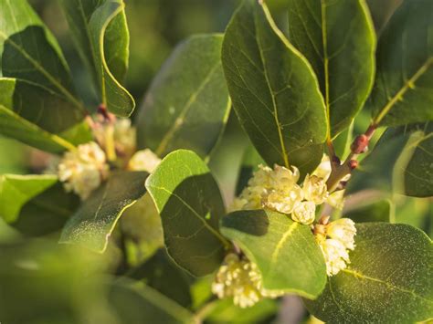 Detailná fotografia listov vavrínu bobkového (Laurus nobilis)
