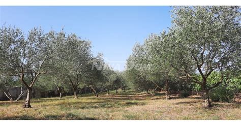 Panoramatický záber na grécku dedinu s olivovníkmi