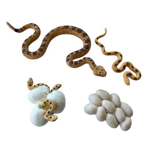 Schéma znázorňujúca životný cyklus Sima od narodenia po svadbu a starobu