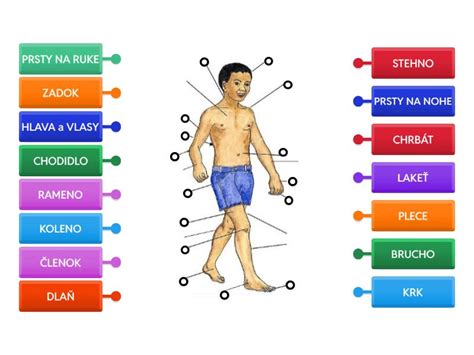 Ilustrácia ľudského tela s popismi