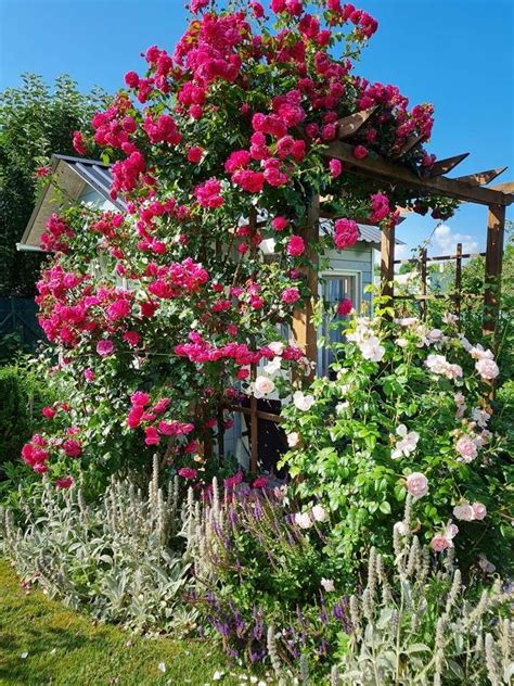 záhrada s ružami počas slnečného dňa