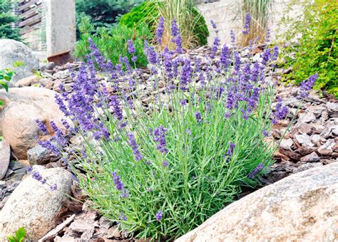 levanduľa v záhrade