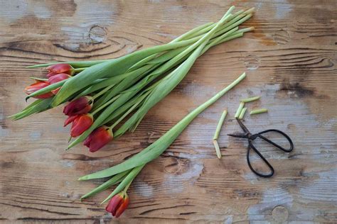 Infografika: Tipy na starostlivosť o rezané tulipány