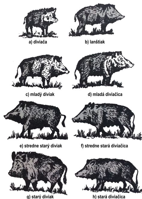 Ilustrácia: Samica ježka s mláďatami