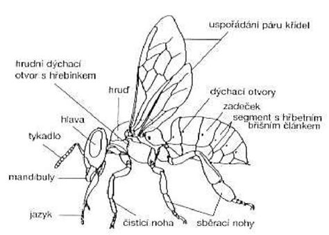 Schéma stavby tela ježka s popismi