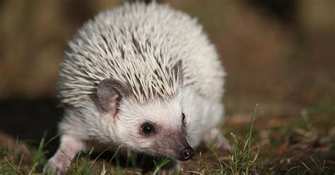 Fotografia ježka bielobruchého v interiéri