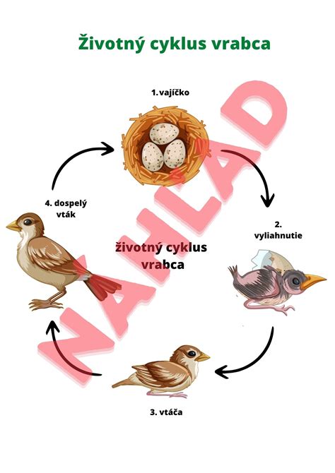 Diagram: životný cyklus vianočného stromčeka a možnosti recyklácie