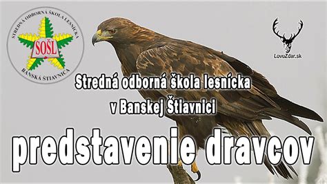 Dravec (napr. orol) na rukavici sokoliara