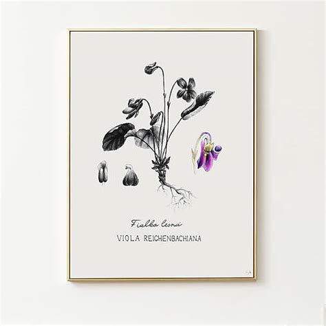 Ilustrácia znázorňujúca etymologické korene mena Inka