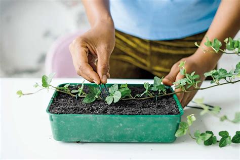 Detailné zobrazenie pripevňovania rastlinného materiálu na slamenný korpus pomocou drôtu.