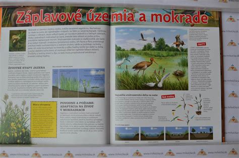 ilustrácia znázorňujúca kolobeh života