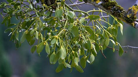 Imelo a cezmína mimo dosahu domácich zvierat