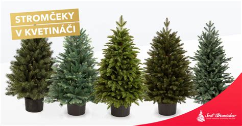 Stromčeky uskladnené v areáli spoločnosti zivy.sk