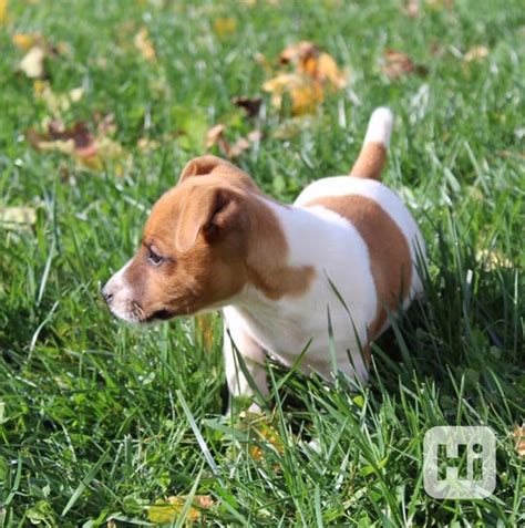 Tematické foto Jack Russell teriéra v akcii