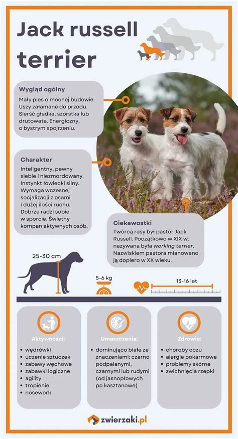 Infografika s typmi srsti Jack Russell teriéra a sfarbením