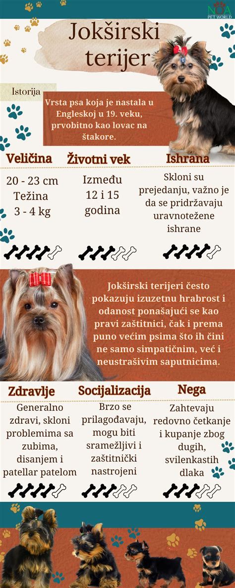 Infografika štatistík aktivít Domky za rok 2013