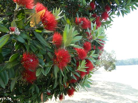 Foto: Kvitnúci strom Pohutukawa s výraznými červenými kvetmi.