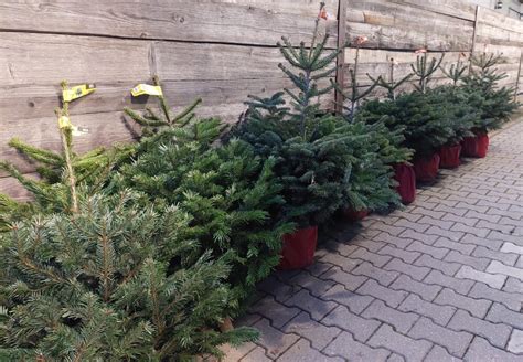 Rôzne tvary a veľkosti minimalistických kovových vianočných stromčekov