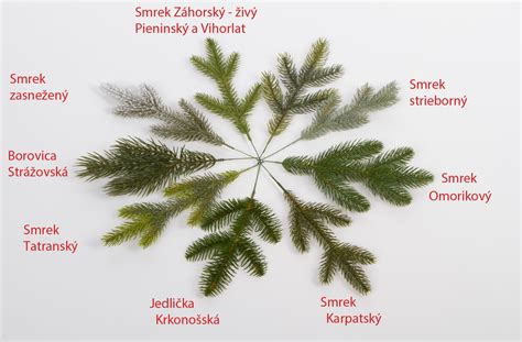 detail vetvičiek 3D a 2D ihličia na umelom vianočnom stromčeku
