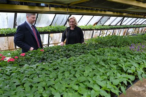 Fotografia vitálnych sadeníc petúnií pripravených na predaj