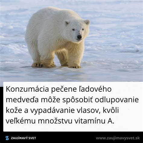 Infografika porovnávajúca veľkosť ľadového medveďa s inými veľkými suchozemskými predátormi.