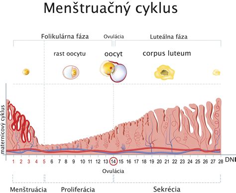 infografika znázorňujúca menštruačný cyklus a hormonálne zmeny počas mesiaca