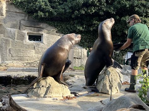 ZOO Schönbrunn - nové usporiadanie levieho výbehu