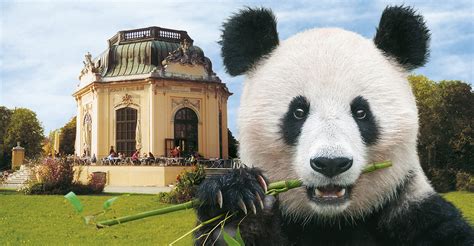 ZOO Schönbrunn - pandy veľké