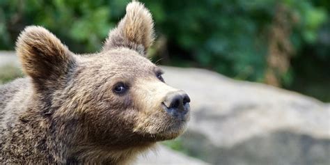Ilustračná fotografia muža s medveďom alebo symbolicky znázorňujúca silu a odolnosť.
