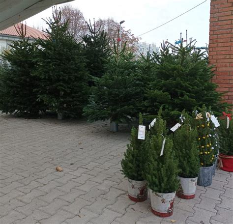 ilustrácia stromčeka v kvetináči s postupnými krokmi starostlivosti