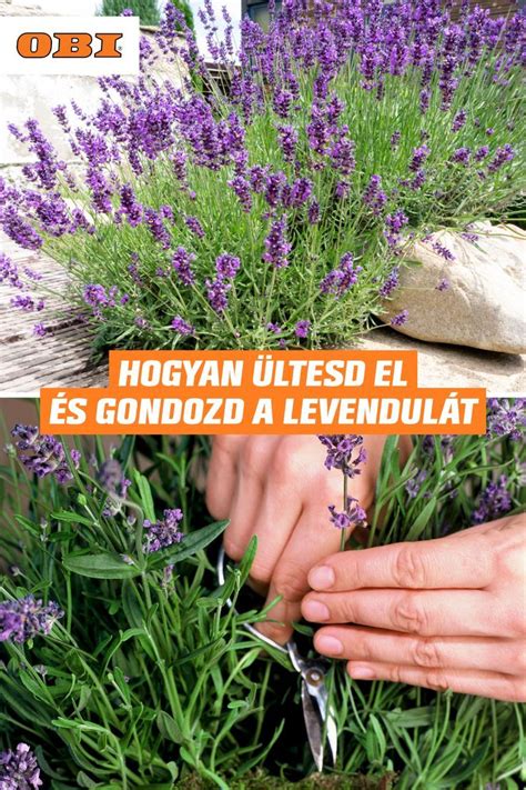 Nákres správneho rezu levandule pre udržanie tvaru