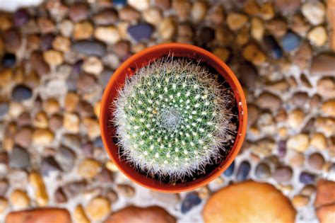 Obrázok kaktusu zaliateho do podmisky, s naznačením odtekania prebytočnej vody