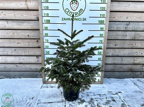 Schéma rozmerov vianočného stromčeka Jedľa Gumis 120 cm